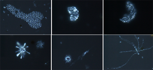 Coccolithophores